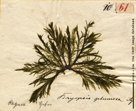 Bryopsis plumosa_T61.jpg